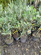 Olive Tree Lollipop Patio Plant 50cm 4L Mediterranean Potted AMAZING Quality A*