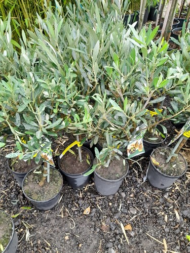 Olive tree lollipop - tree,