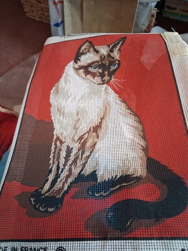 Margot paris siamese - margot, cat