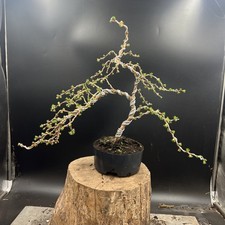  Japanese Larch Bonsai Tree