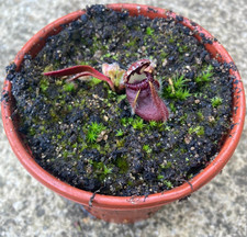 Cephalotus follicularis (Albany pitcher plant) - Sent Potted