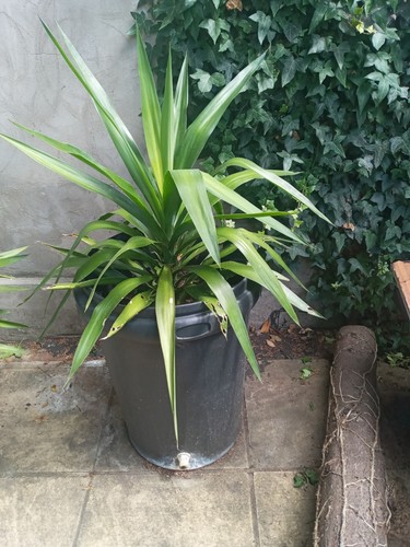 Well established yukka - established,