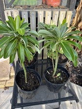 Euphorbia  stygiana - 2L pot |