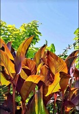 One Rhizome Of Canna Russian