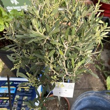 Olive Tree standard 