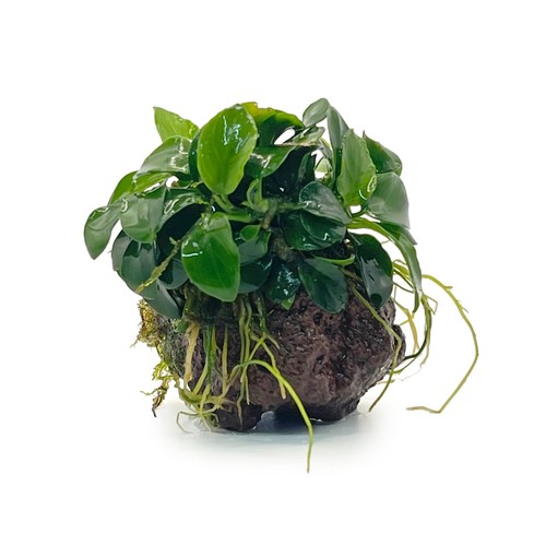 Anubias nana petite on - anubias,