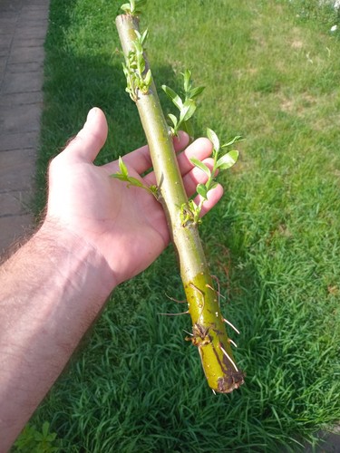 Large rooted hybrid - 2,