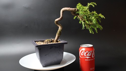 Yew bonsai tree - yew,