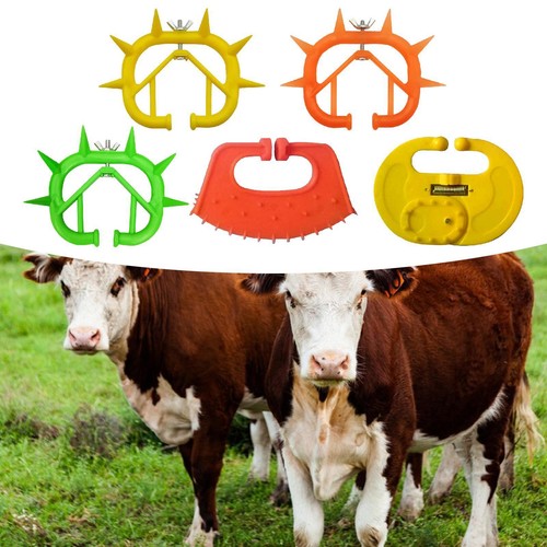 Cattle nose ring calf - cattle,