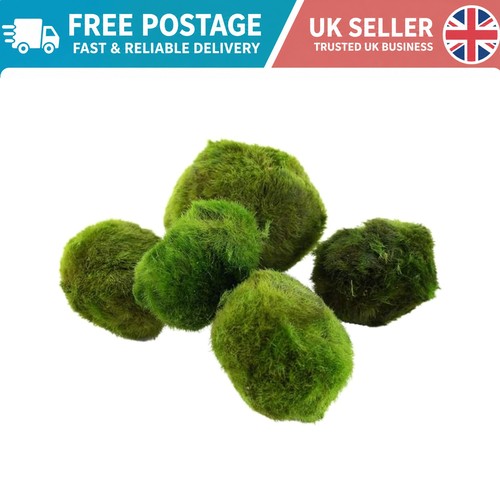 Natural marimo moss - marimo, —