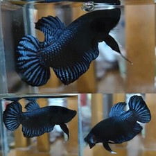 Grey Fighter Normal Plakat Male - IMPORT LIVE BETTA FISH FROM THAILAND