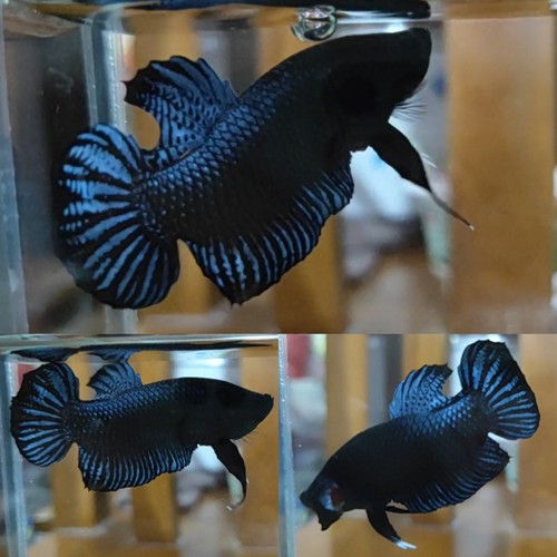 Grey fighter normal plakat - fighter,