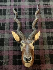 Antique , Indian Blackbuck