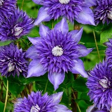 Clematis Multiblue Blue Flowering Climbing Vine Hardy Garden Shrub Plant in Pot