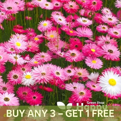 Paper daisy everlasting 600 - paper,