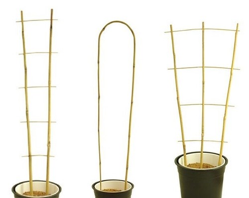 Bamboo cane plant pot - pot, trellis