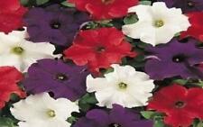 Flower - Petunia - Express - Patriot Mixed F1 - 50 PELLETED Seeds