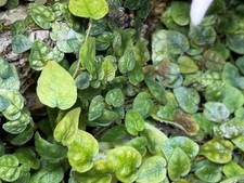 🌿 Ficus pumila var. minima – Creeping Fig / Miniature Climbing Plant Cutting 🌿