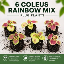 Coleus rainbow mix plug - plug, plants