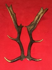PAIR OF FALLOW DEER ANTLERS