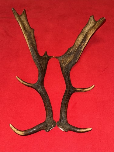Pair fallow deer - fallow, antlers