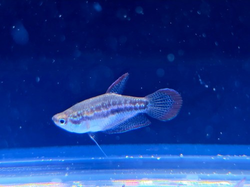 Sparkling gourami tiny - gourami,