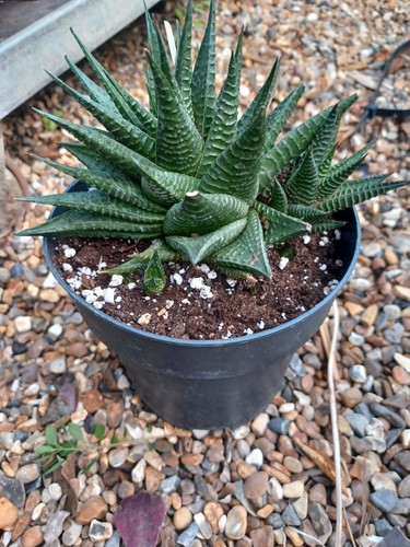 Multi heads haworthia - heads,