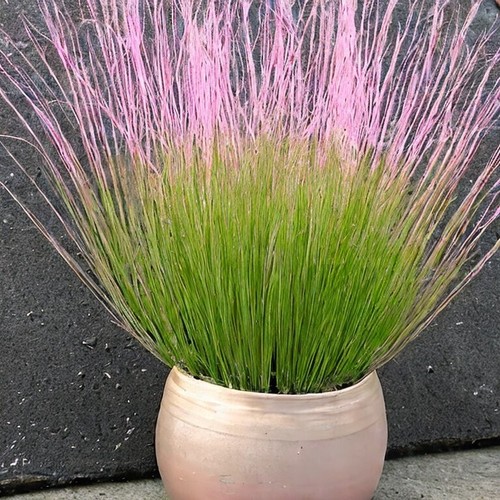 Pink muhly cotton candy grass - pink,