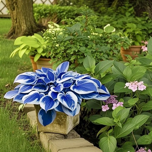 100 blue white - 100,