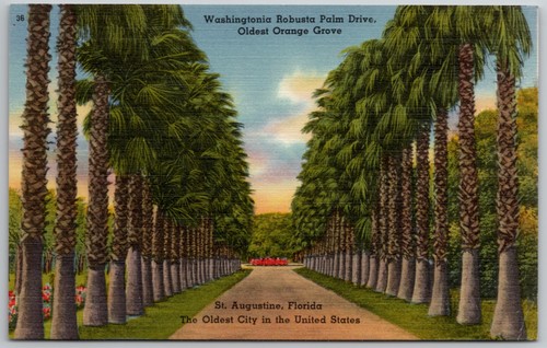 C1940s postcard washingtonia - c1940s,