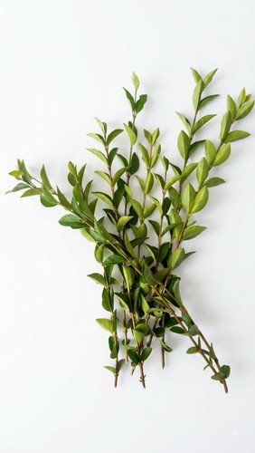 Fresh privet cuttings 20 - cuttings, –