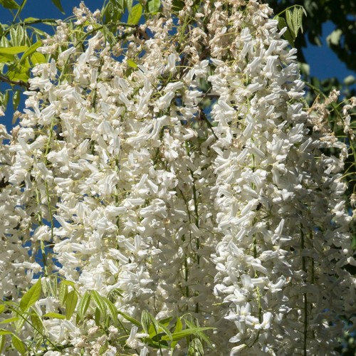 Wisteria alba hardy - wisteria, climbing