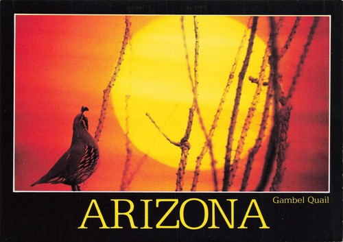 Arizona gambel quail vintage - arizona,