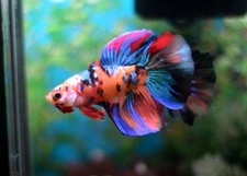 HALFMOON Red Koi Galaxy Male - BFP510