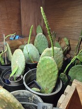 Huge spineless prickly pear