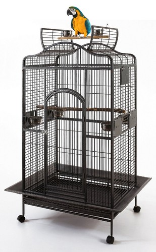 Large bird parrot open - x-large,