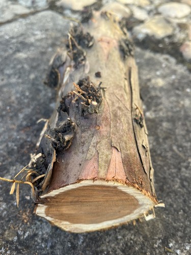 Yew wood log for - ,