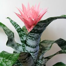 Aechmea fasciata Primera