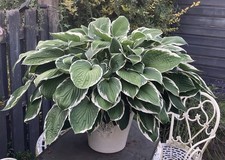 Hosta ‘Francee’ strong