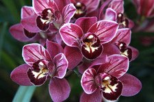 Cymbidium Pepper's Fire 'Carnival' orchid plant