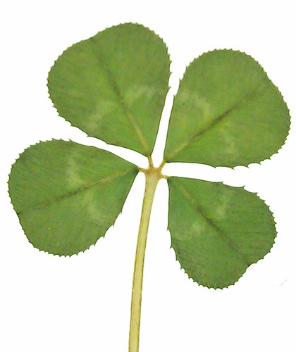 Genuine real four leaf - real,