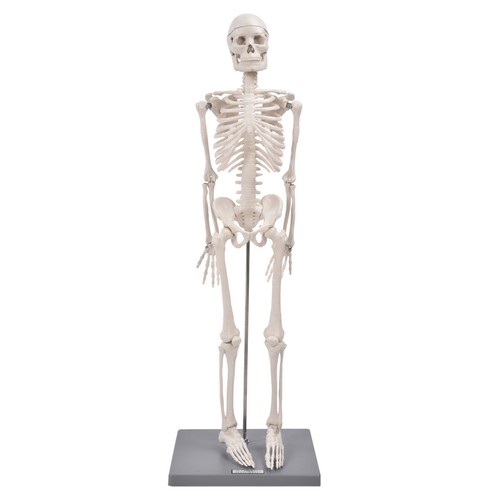 Human skeleton model easy - easy, to