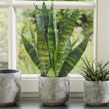 1 x Sansevieria Black Coral - Snake Plant | Home or Office 30-40cm Potted Plant