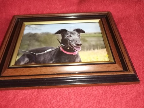 Greyhound picture bulk buy - -,