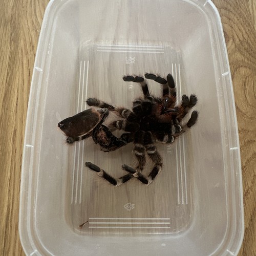 Authentic real tarantula - authentic,
