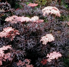 Sambucus Black Lace Elderberry Garden Shrub