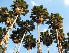 Washingtonia robusta x 15 seeds  Mexican fan palm, Sky Duster