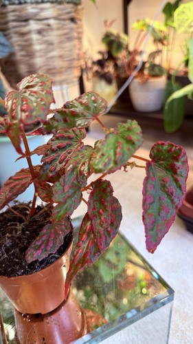Begonia negrosensis - negrosensis, x