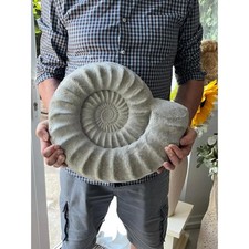 14" Concrete Cast Ammonite