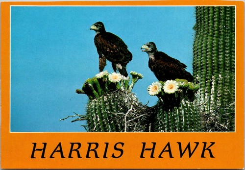 Harris hawk saguaro cactus - saguaro,